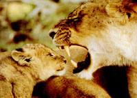 Lionness and cub